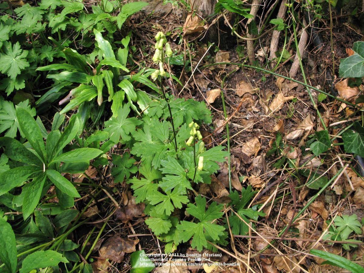 Photo of Wolfbane (Aconitum lycoctonum subsp. vulparia) uploaded by bonitin