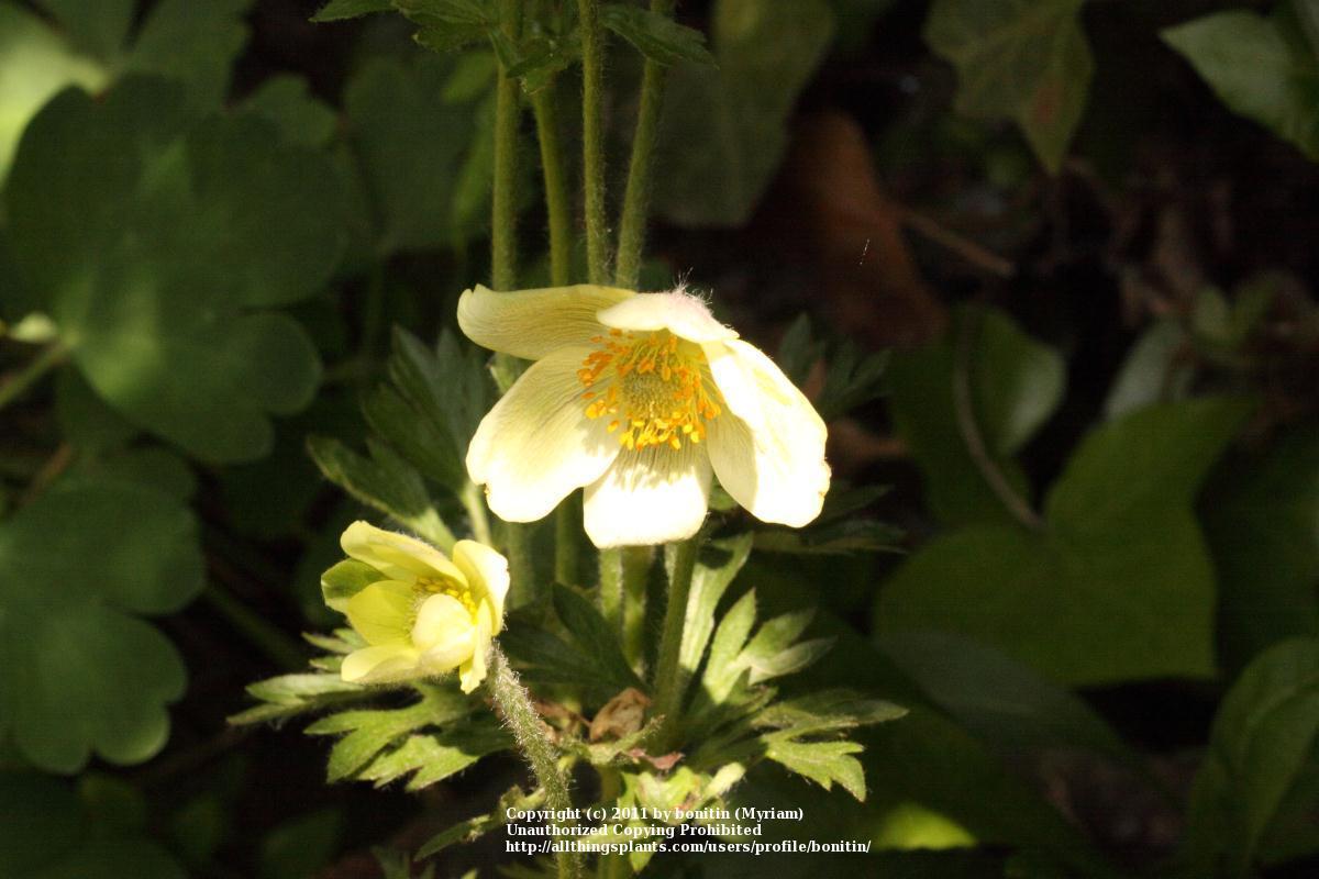 Photo of Early Thimbleweed (Anemone multifida) uploaded by bonitin