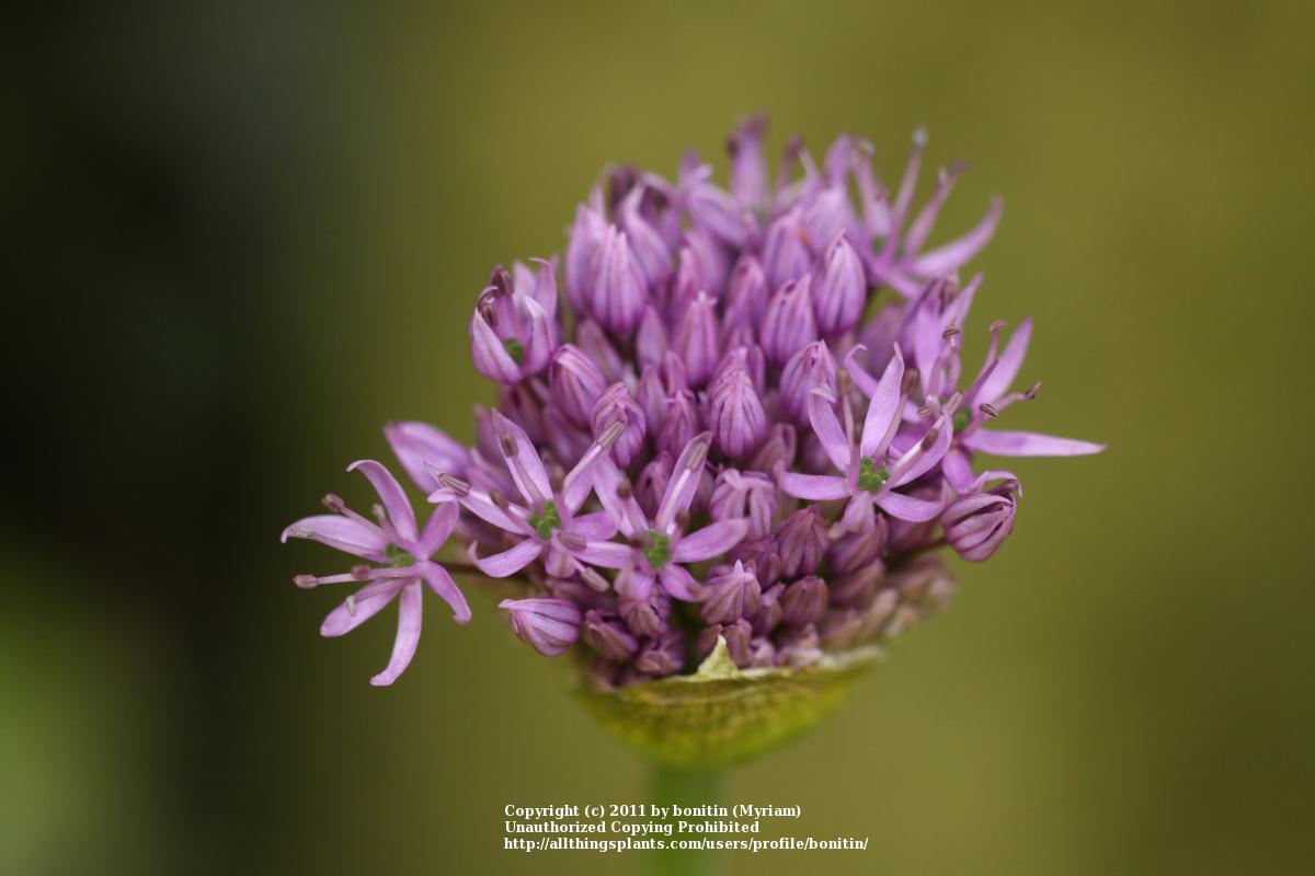 Photo of Flowering Onion (Allium aflatunense) uploaded by bonitin