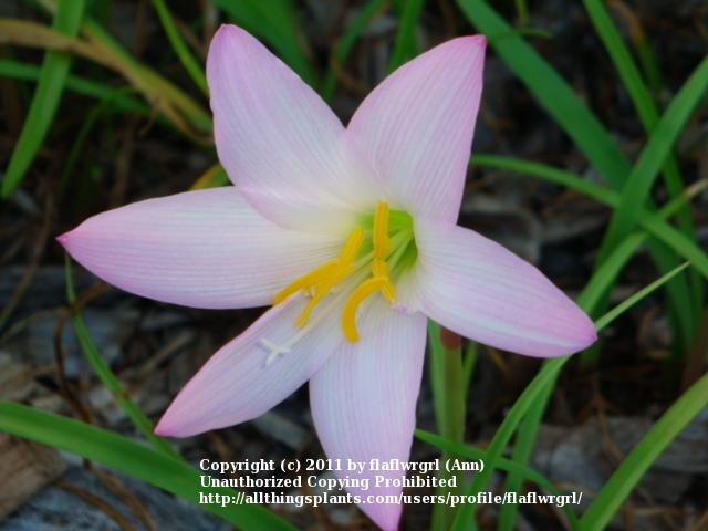 Photo of Rain Lily (Zephyranthes 'Libra') uploaded by flaflwrgrl