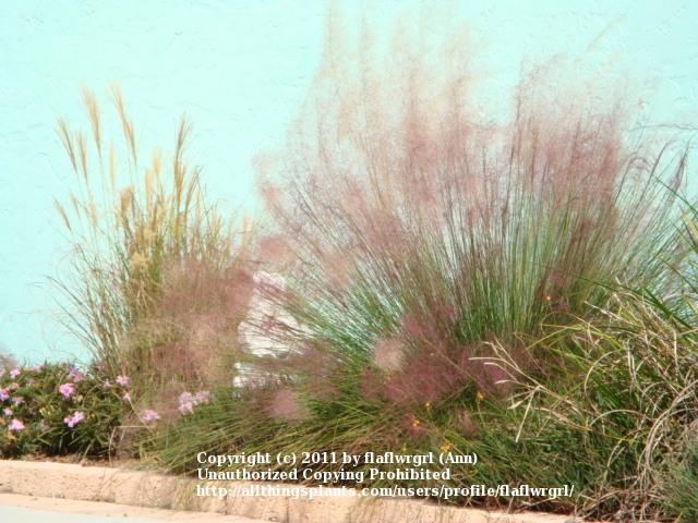 Photo of Pink Muhly Grass (Muhlenbergia capillaris) uploaded by flaflwrgrl