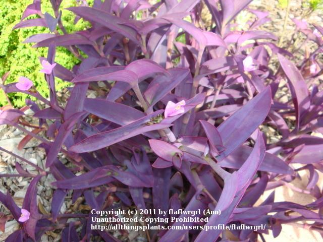 Photo of Purple Heart (Tradescantia pallida 'Purpurea') uploaded by flaflwrgrl