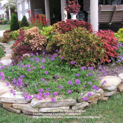 Location: Cincinnati, Oh
Date: September 2011
Two Homestead Purple planted in landscape