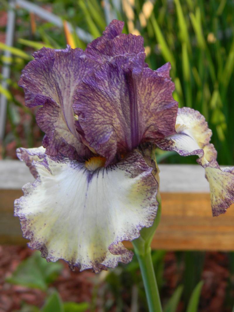 Photo of Tall Bearded Iris (Iris 'Progressive Attitude') uploaded by mattsmom