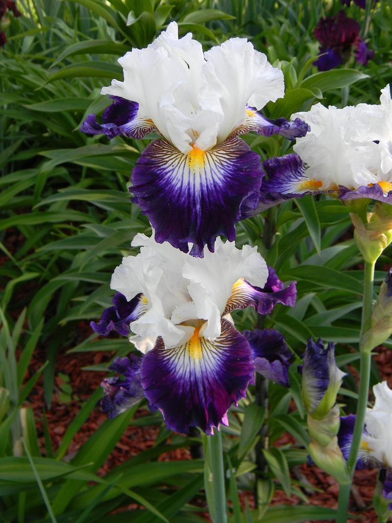Photo of Tall Bearded Iris (Iris 'Dancing Star') uploaded by mattsmom