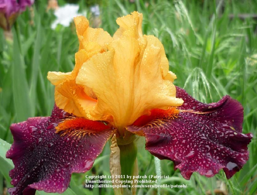 Photo of Tall Bearded Iris (Iris 'Brilliant Disguise') uploaded by patrob
