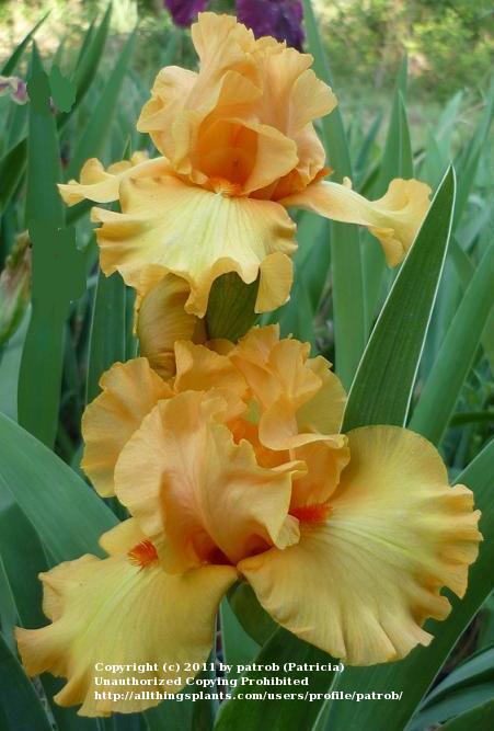 Photo of Tall Bearded Iris (Iris 'Crackling Caldera') uploaded by patrob