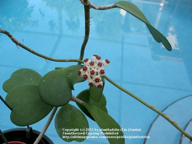 Photo of Sweetheart Hoya (Hoya kerrii) uploaded by plantladylin