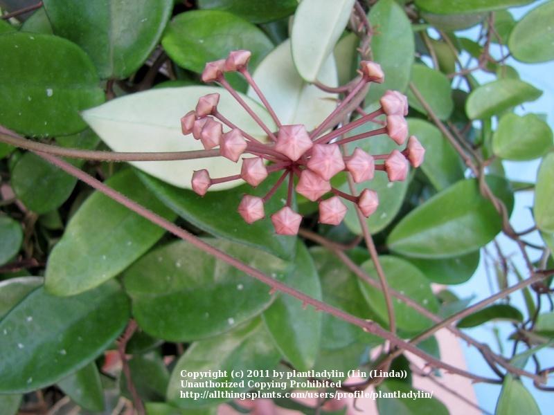 Photo of Wax Plant (Hoya carnosa) uploaded by plantladylin