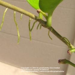 
Date: September 9, 2011
Aerial roots & peduncles (bloom spurs)