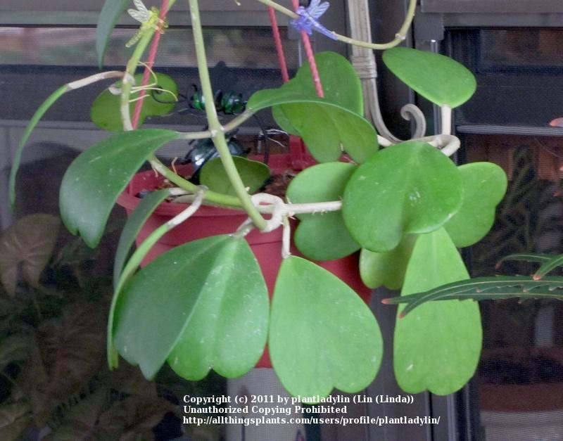 Photo of Sweetheart Hoya (Hoya kerrii) uploaded by plantladylin