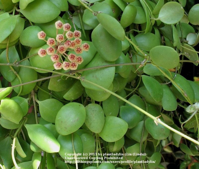 Photo of Wax Plant (Hoya brevialata) uploaded by plantladylin