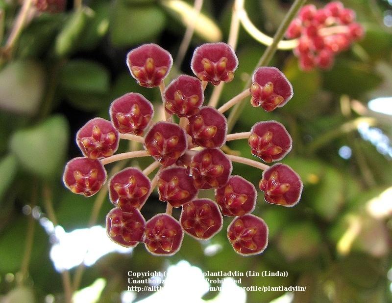 Photo of Wax Plant (Hoya 'DS-70') uploaded by plantladylin