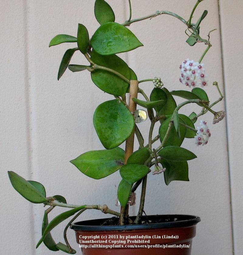 Photo of Wax Plant (Hoya nummularioides) uploaded by plantladylin