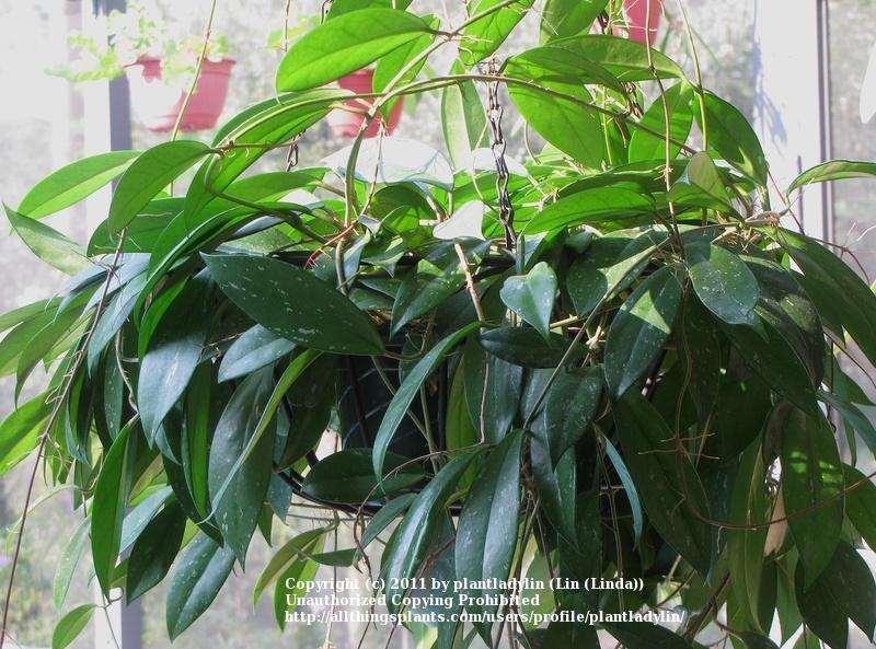 Photo of Wax Plant (Hoya carnosa) uploaded by plantladylin