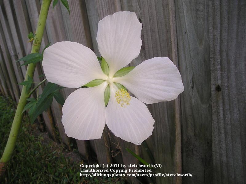 Photo of White Texas Star Hibiscus (Hibiscus coccineus 'Alba') uploaded by stetchworth