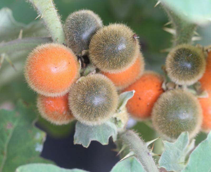 Photo of Naranjilla (Solanum quitoense) uploaded by wren