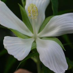 Location: My water garden, Northeast Florida
Date: Spring, early sumer
White Texas Star
