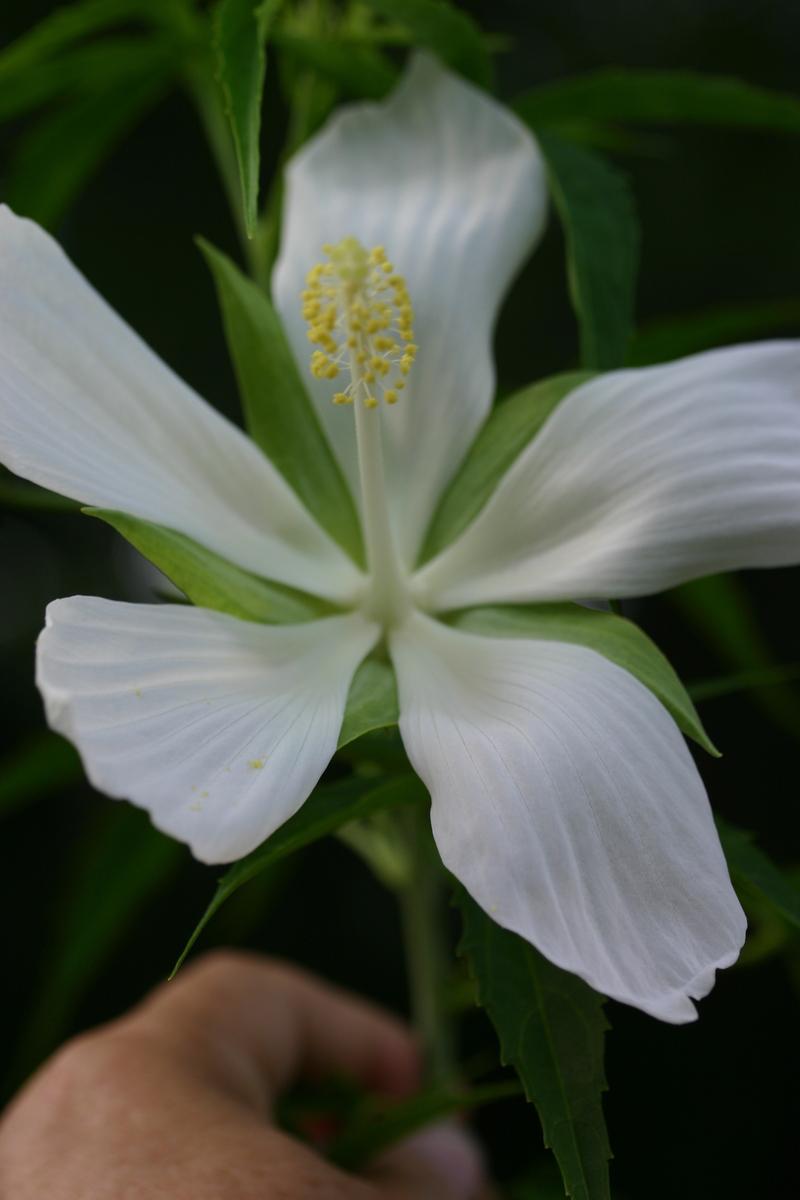 Photo of White Texas Star Hibiscus (Hibiscus coccineus 'Alba') uploaded by wren