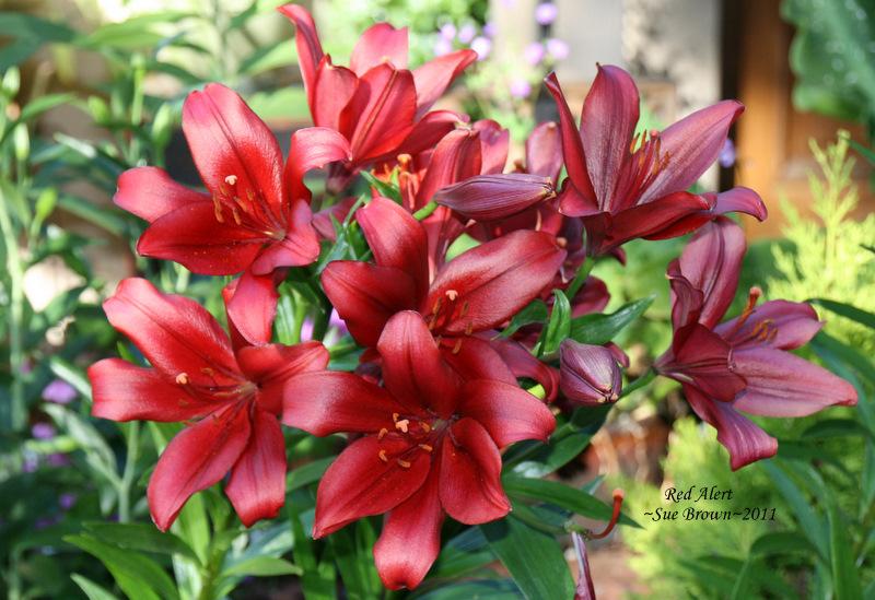 Photo of Lily (Lilium 'Red Alert') uploaded by Calif_Sue
