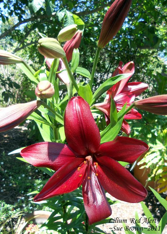 Photo of Lily (Lilium 'Red Alert') uploaded by Calif_Sue