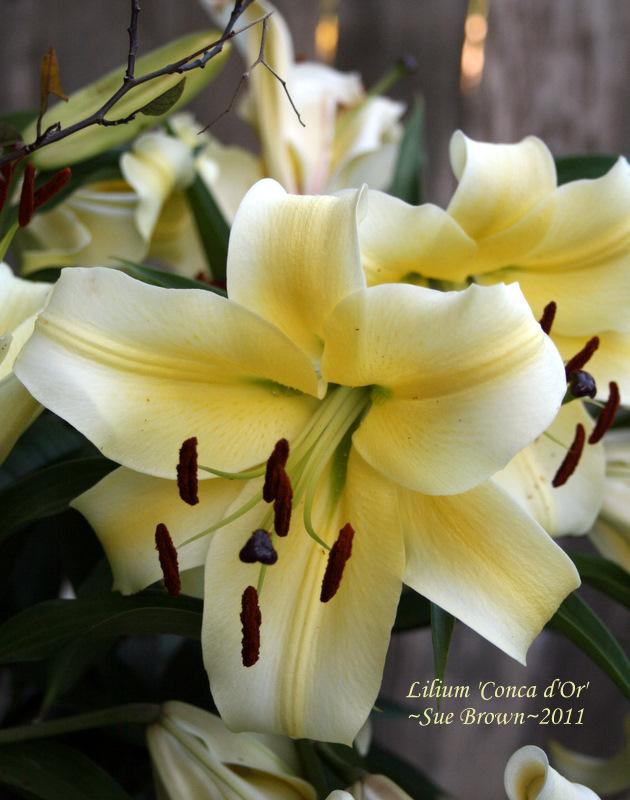 Photo of Lily (Lilium 'Conca d'Or') uploaded by Calif_Sue