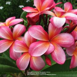 Location: Southwest Florida
Date: summer 2010
Beautiful multicolor plumeria from Hawai'i with distinctive white