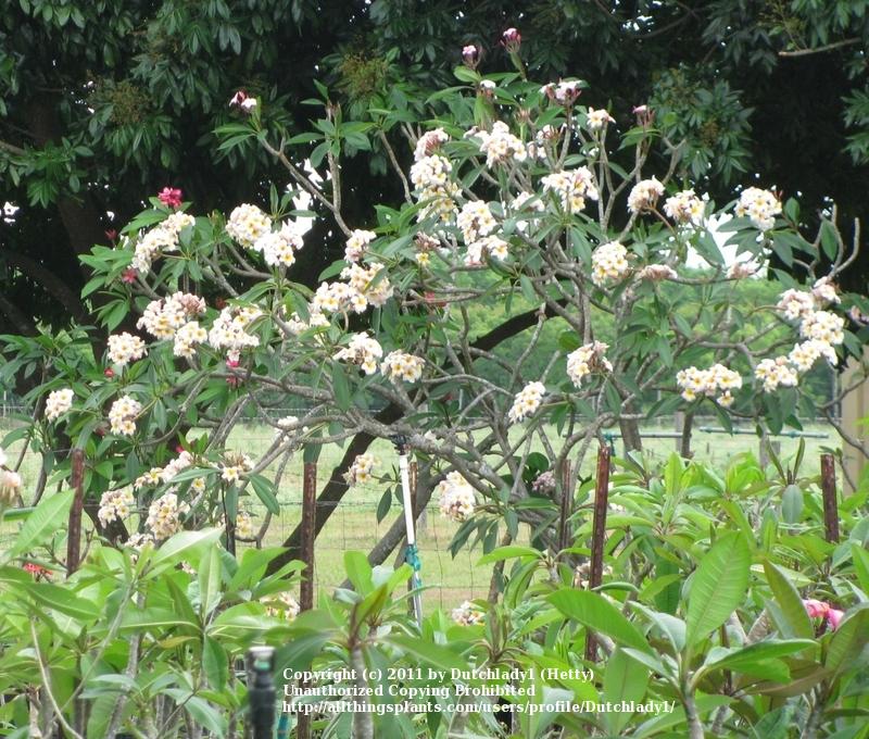 Photo of Plumeria (Plumeria rubra 'Mareno's Rainbow') uploaded by Dutchlady1