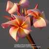 aka Henriette. A seedling of Maui Beauty, grown by Florida Colors