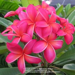 Location: Southwest Florida
Date: summer 2010
The large blooms on this Hawaiian variety have a Neon-like glow.