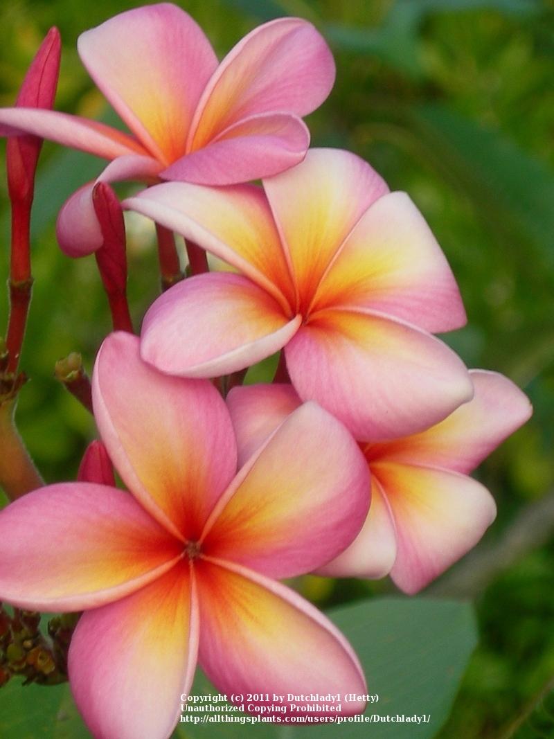 Photo of Plumeria (Plumeria rubra 'Tahitian Sunset') uploaded by Dutchlady1