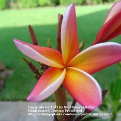 Location: Southwest Florida
Date: summer 2010
A very beautiful bloom, also sold under the name 'Confetti'