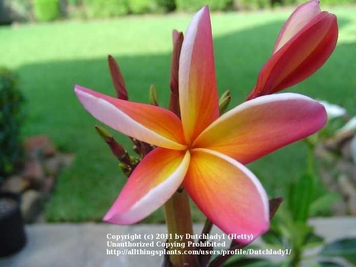 Photo of Plumeria (Plumeria rubra 'Barbados Showgirl') uploaded by Dutchlady1