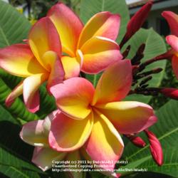 Location: Southwest Florida
Date: summer 2010
Fabulously vibrant Plumeria from Australia; also sold under the n