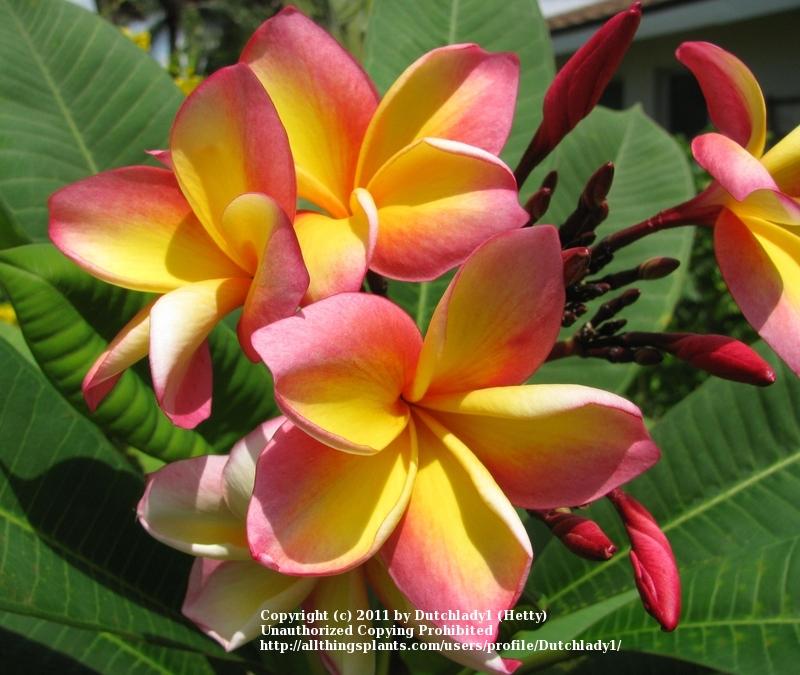 Photo of Plumeria (Plumeria rubra 'Col's Cooktown Sunset') uploaded by Dutchlady1