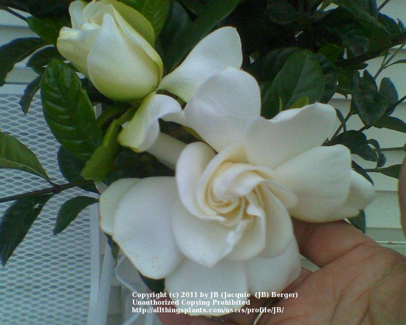 Photo of Gardenia (Gardenia jasminoides First Love® Aimee) uploaded by JB