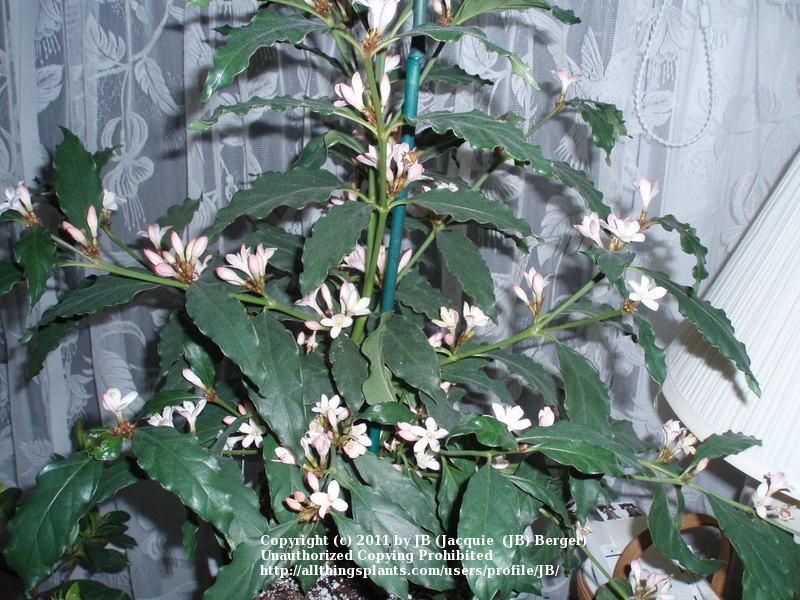 Photo of African Gardenia (Mitriostigma axillare) uploaded by JB