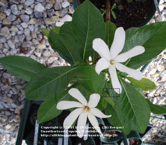 Photo of Star Jasmine (Jasminum laurifolium var. laurifolium) uploaded by JB