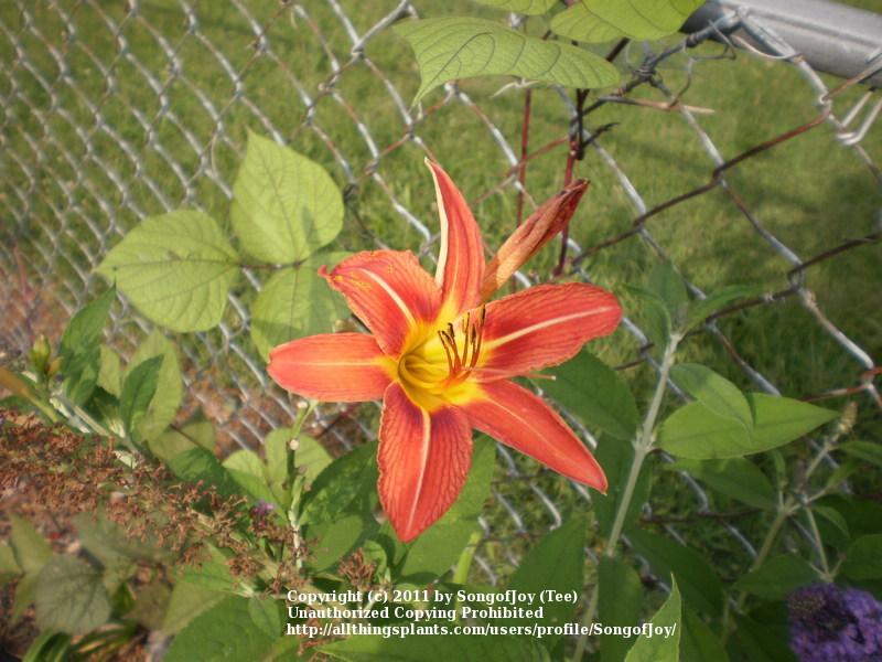 Photo of Ditch Lily (Hemerocallis fulva) uploaded by SongofJoy