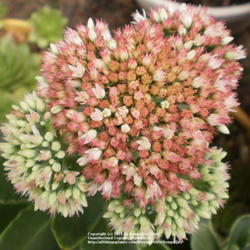 Location: Middle Tennessee
Date: 7/14/2011
Bloom of Sedum  'Jaws'