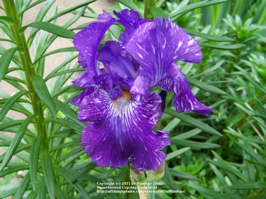 Photo of Border Bearded Iris (Iris 'Batik') uploaded by Windigo
