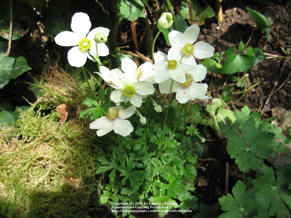 Photo of Snowdrop Anemone (Anemone sylvestris) uploaded by bonitin