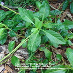 Location: Martin County Florida zone 10
Date: December
NATIVE Fl. blue porterweed - whole plant