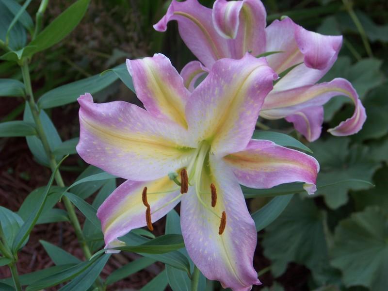 Photo of Lily (Lilium 'Tom Pouce') uploaded by mattsmom
