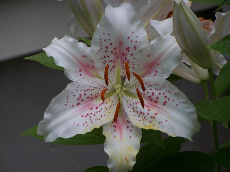 Photo of Oriental Lily (Lilium 'Muscadet') uploaded by mattsmom