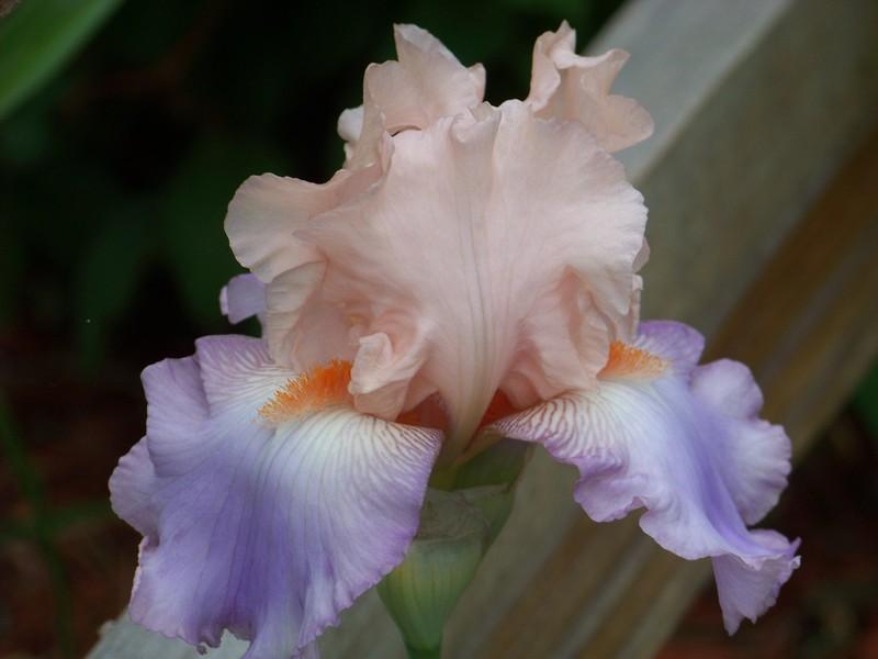 Photo of Tall Bearded Iris (Iris 'Celebration Song') uploaded by mattsmom