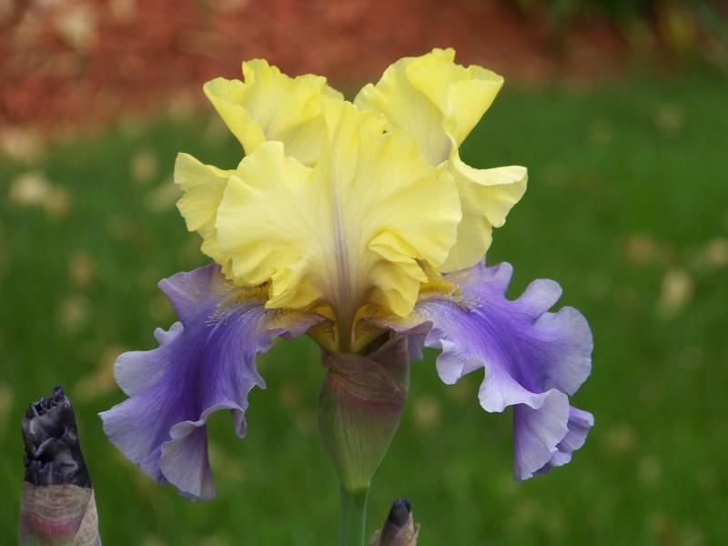 Photo of Tall Bearded Iris (Iris 'Edith Wolford') uploaded by mattsmom