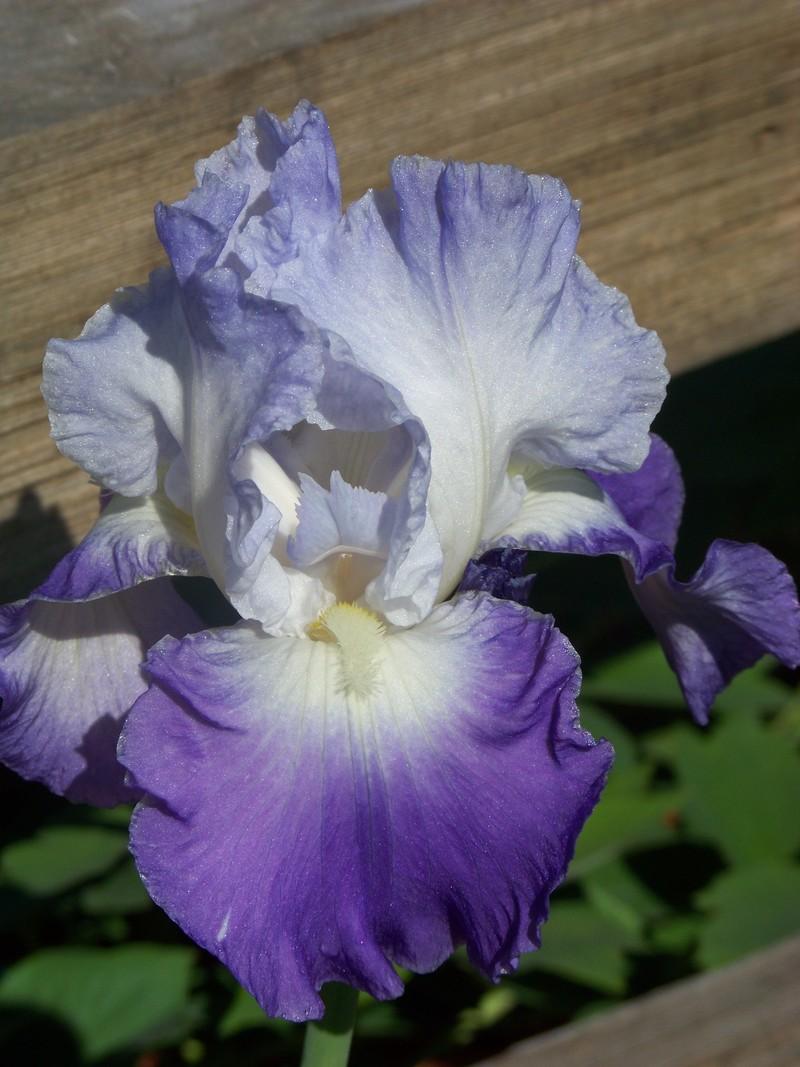 Photo of Tall Bearded Iris (Iris 'Clarence') uploaded by mattsmom