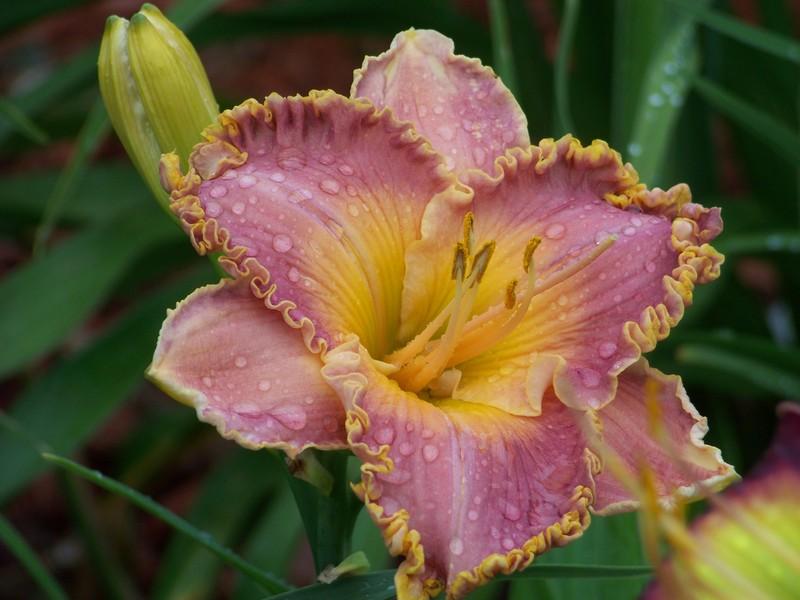 Photo of the bloom of Daylily (Hemerocallis 'Spacecoast Starburst