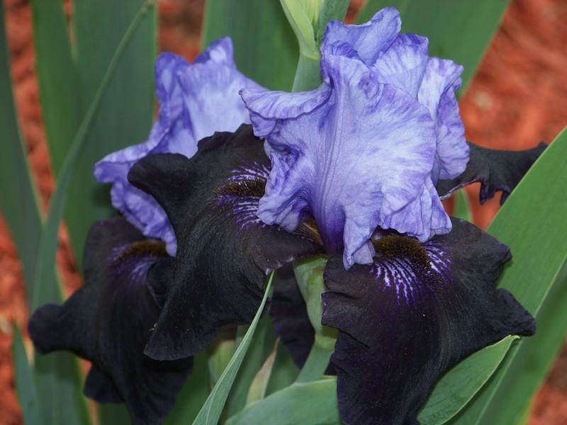 Photo of Tall Bearded Iris (Iris 'Dangerous Mood') uploaded by mattsmom